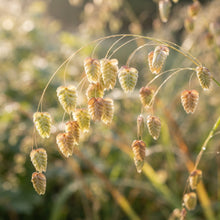 Briza Maxima Quaking Grass Seeds for Planting