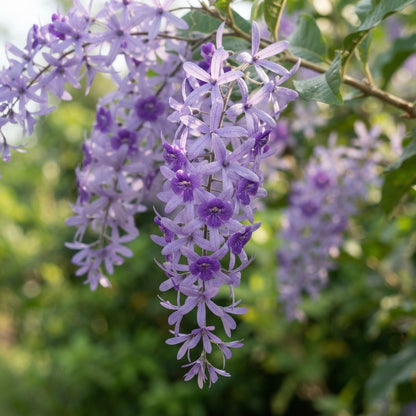 Petrea volubilis Seeds for Planting