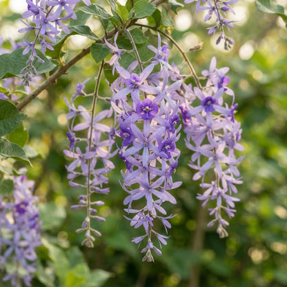 Petrea volubilis Seeds for Planting