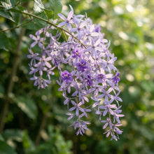 Petrea volubilis (Queen's Wreath) Seeds for Planting
