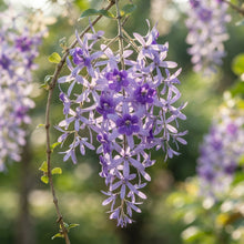 Petrea volubilis (Queen's Wreath) Seeds for Planting