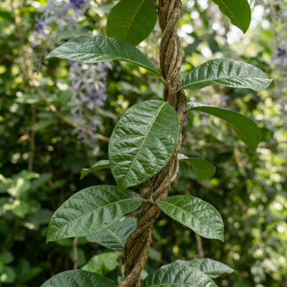 Petrea volubilis Seeds for Planting