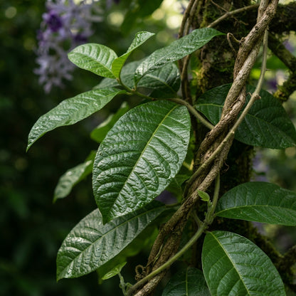 Petrea volubilis (Queen's Wreath) Seeds for Planting