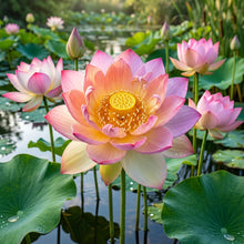 Rainbow Bowl Lotus Flower Seeds for Planting