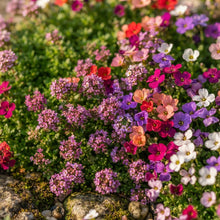 Rainbow Creeping Thyme and Mixed Rock Cress Seeds for Planting