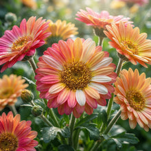 Rainbow Gerbera Flower Seeds for Planting