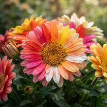 Rainbow Gerbera Flower Seeds for Planting