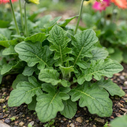 Rainbow Gerbera Flower Seeds for Planting