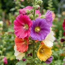 Rainbow Hollyhock Flower Seeds for Planting