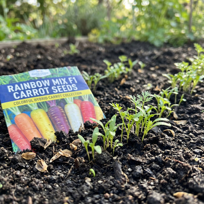 Rainbow Mix F1 Carrot Seeds – Colorful Hybrid Carrot Collection