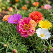 Rainbow Portulaca Flower Seeds for Planting