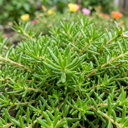 Rainbow Portulaca Flower Seeds for Planting
