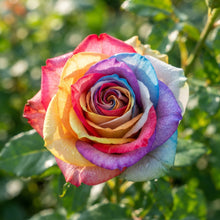 Rainbow Rose Flower Seeds for Planting
