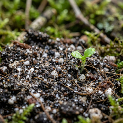 Ramonda myconi Flower Seeds for Planting