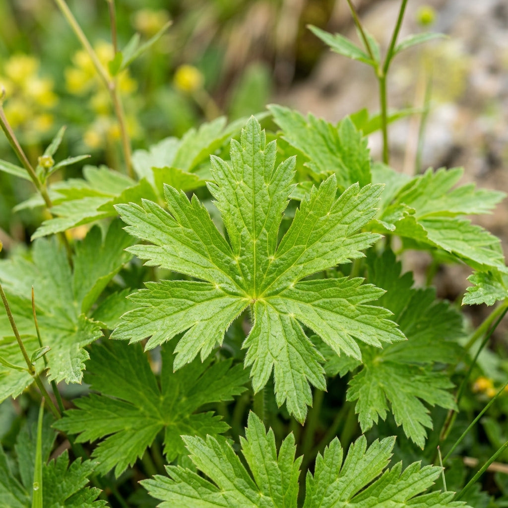 Ranunculus Platanifolius Flower Seeds