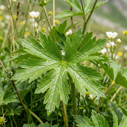 Talinum Paniculatum Jewels of Opar Seeds