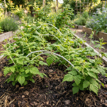 Whitebark Black Raspberry Seeds for Planting