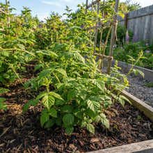 Black Raspberry Seeds for Planting