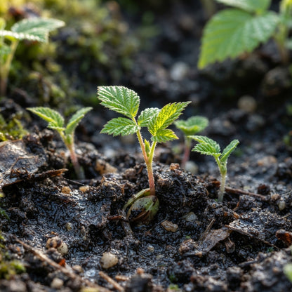Golden Raspberry Seeds for Planting