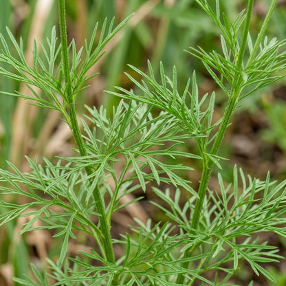 Ratibida Columnifera Flower Seeds