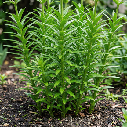 Asiatic Lilies Mix Bulbs – Freshly Dug Perennial Lily Flower Bulbs