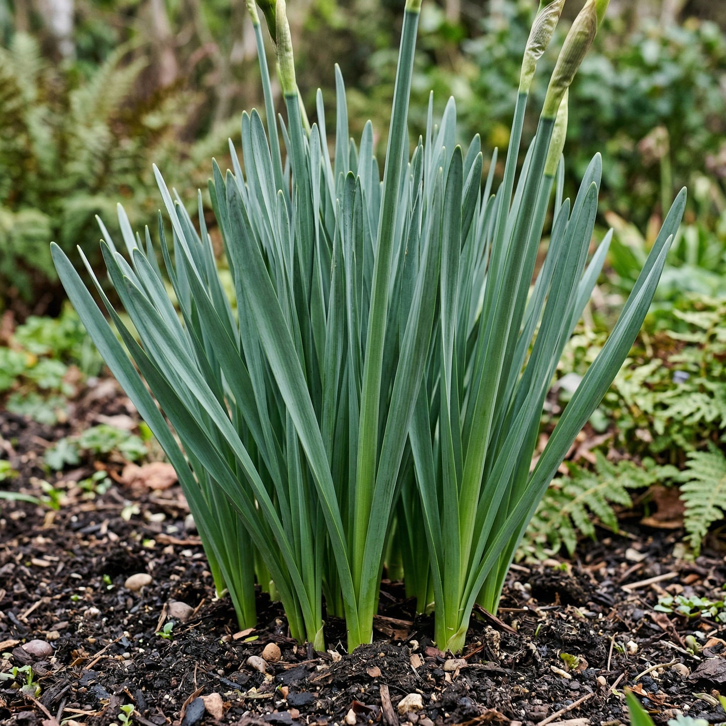 Pink Party Daffodil Bulbs – Double Pink & White Fragrant Narcissus Spring Bulbs