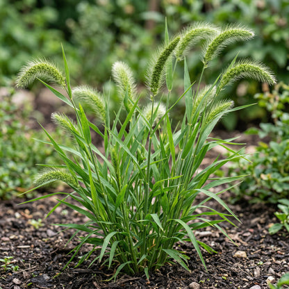 Setaria Viridis Seeds – Green Foxtail Ornamental Decorative Grass Seeds