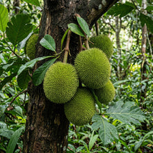 Marang Fruit Seeds Artocarpus odoratissimus – Tropical Marang Tree Seeds