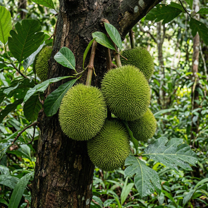 Marang Fruit Seeds Artocarpus odoratissimus – Tropical Marang Tree Seeds