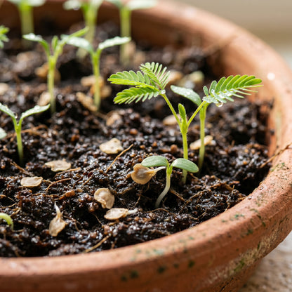 Sensitive Plant Seeds (Mimosa pudica) – Touch Me Not Plant