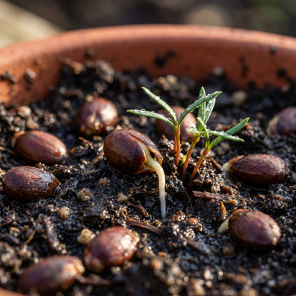 English Yew Seeds – Taxus baccata Evergreen Tree Seeds