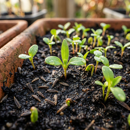 Black Eyed Susan Seeds – Rudbeckia hirta Flower Seeds