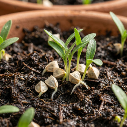 Safflower Seeds – Carthamus tinctorius Flower Seeds