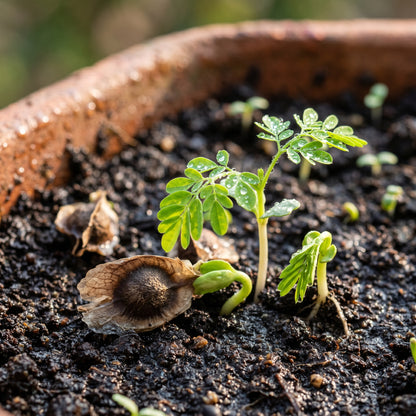 Moringa Seeds – Garden Tree Plant Seeds