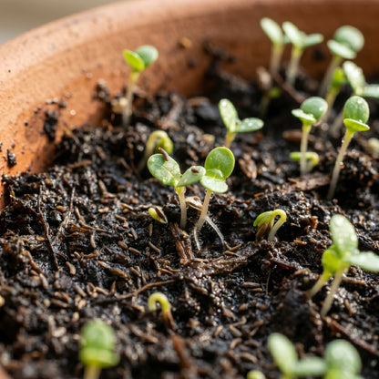Mugwort Seeds – Herb Garden Plant Seeds