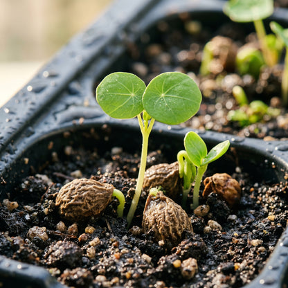 Nasturtium Seeds – Mixed Flower Garden Seeds