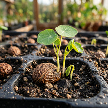 Nasturtium Seeds – Mixed Flower Garden Seeds
