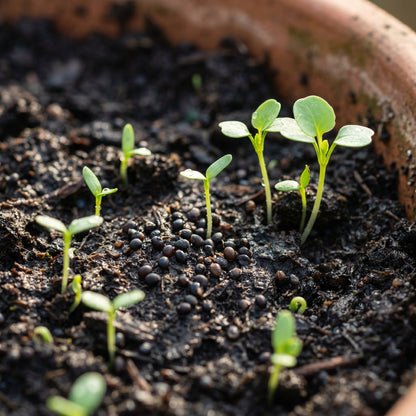 Winter Purslane Seeds – Leafy Vegetable