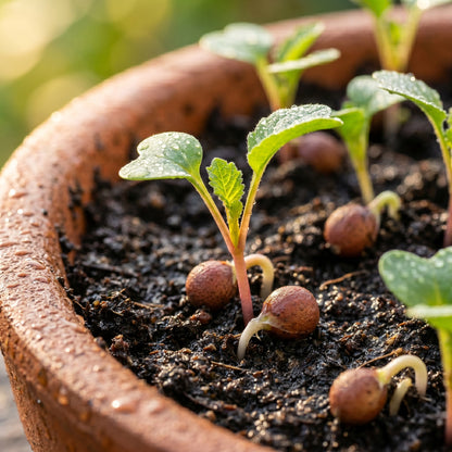German Giant Radish Seeds for Root Garden Growing