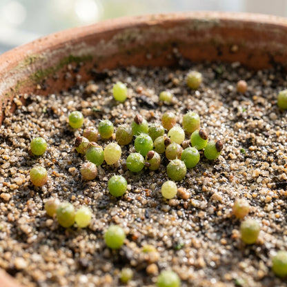 Mixed Cactus Seeds for Indoor Plant Growing