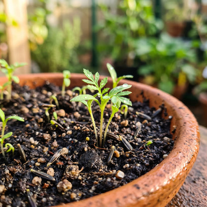 Mixed Marigold Seeds for Bright Flower Garden