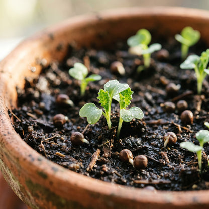 Kale Seeds Blue Scotch Curled for Garden Growing