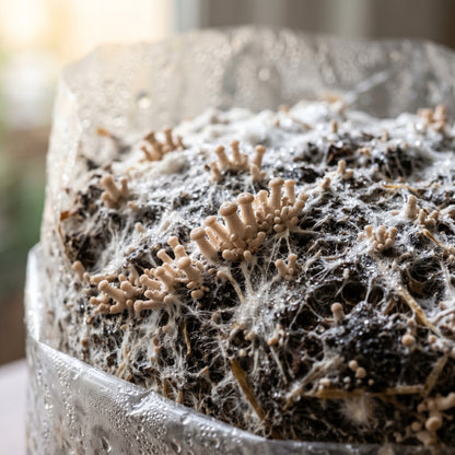 Mushroom Growing Kit for Home Cultivation
