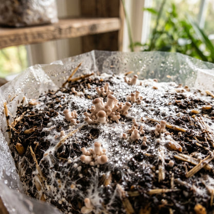 Mushroom Growing Kit for Home Cultivation