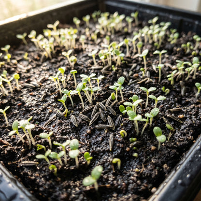 Zinnia Mix Flower Seeds for Garden Planting