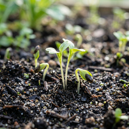 Chicory Brussels Witloof Seeds for Planting &nbsp;