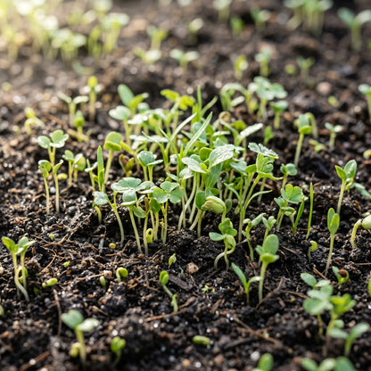 Free Range Ground Cover Seed Mix
