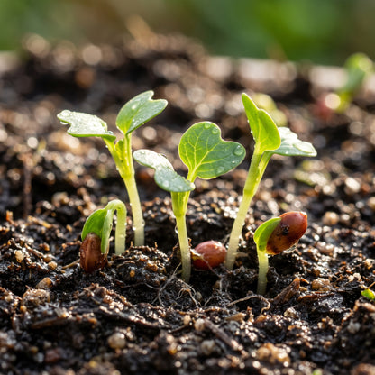 Radish Globe Sparkler Seeds for Planting