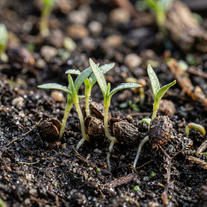 Pennsylvania Smartweed Seeds for Garden Planting