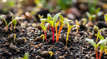 Silverbeet Heirloom Mix Seeds